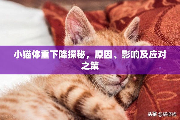 小猫体重下降探秘,原因、影响及应对之策