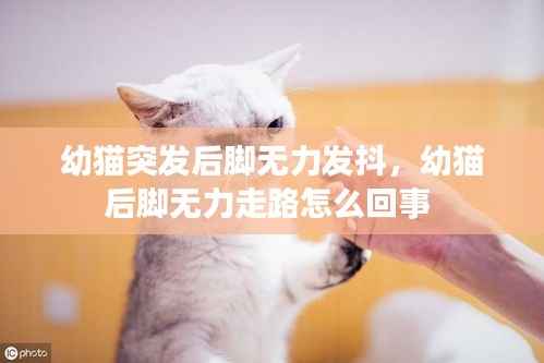 幼猫突发后脚无力发抖,幼猫后脚无力走路怎么回事