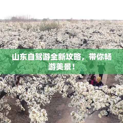 山东自驾游全新攻略,带你畅游美景!