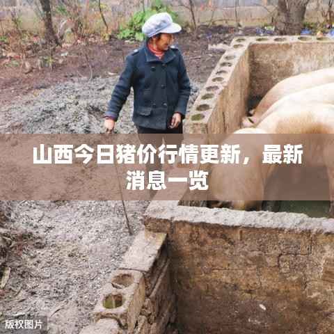 山西今日猪价行情更新,最新消息一览