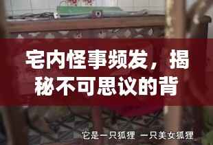 宅内怪事频发,揭秘不可思议的背后真相!
