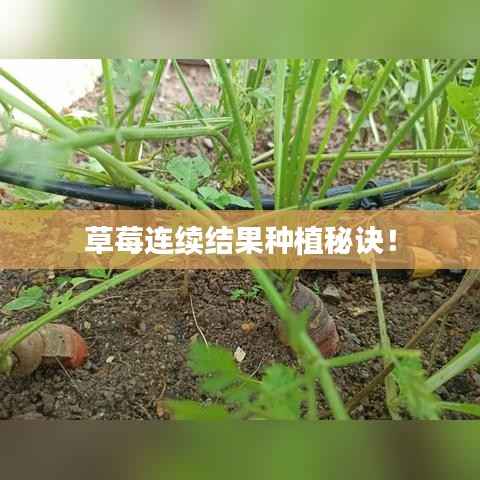 草莓连续结果种植秘诀!