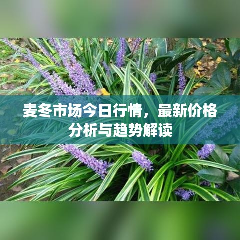 麦冬市场今日行情，最新价格分析与趋势解读