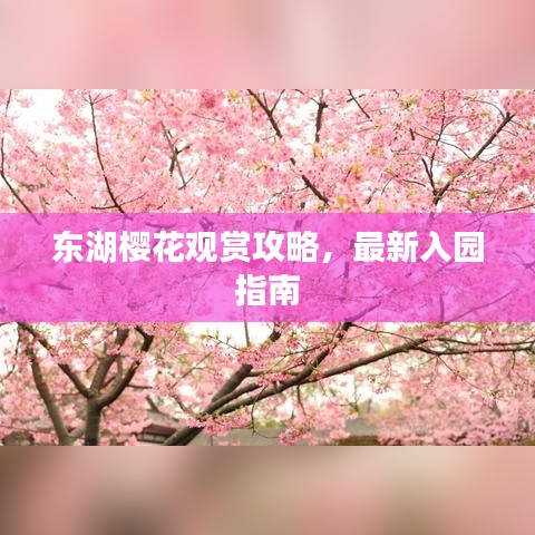 东湖樱花观赏攻略,最新入园指南