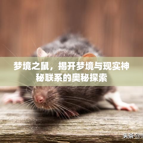 梦境之鼠，揭开梦境与现实神秘联系的奥秘探索
