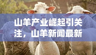 山羊产业崛起引关注，山羊新闻最新头条揭示蓬勃发展态势